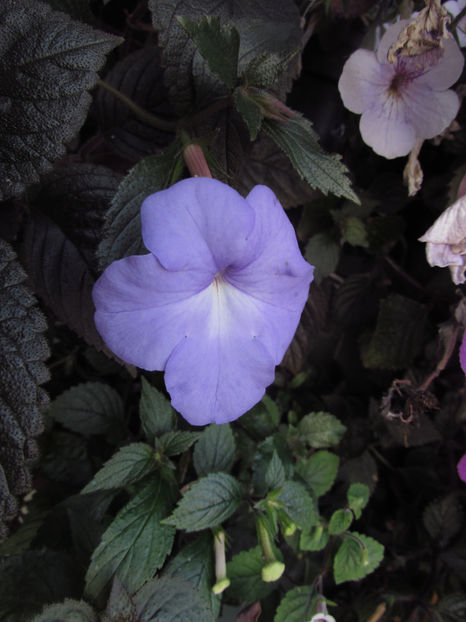 Kim - Achimenes 2019