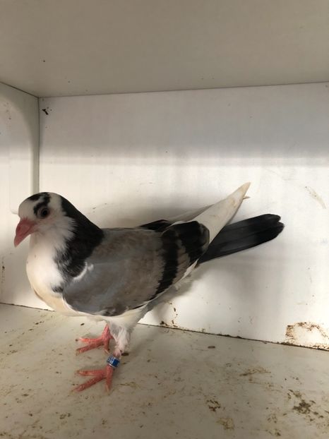  - 2-lot zbor galateni 2019