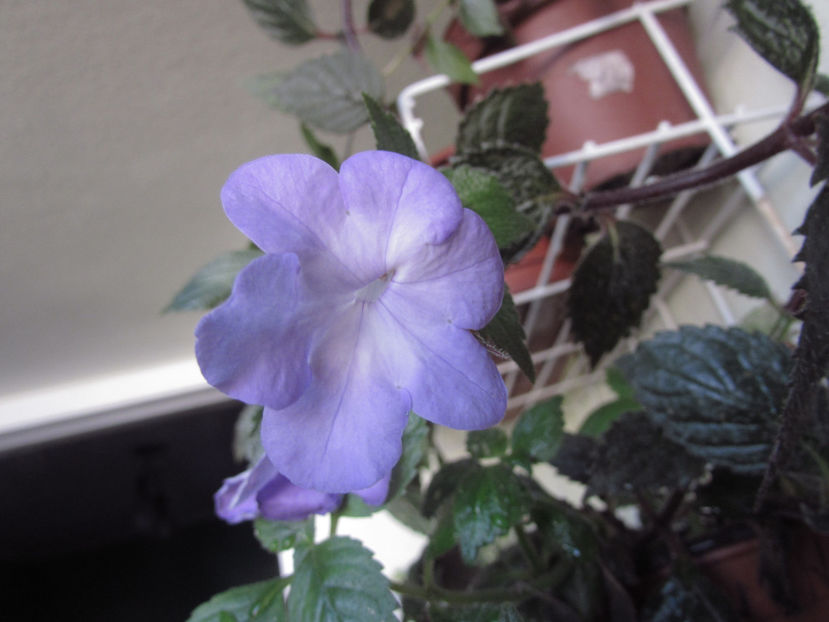 Annie Belle - Achimenes 2019