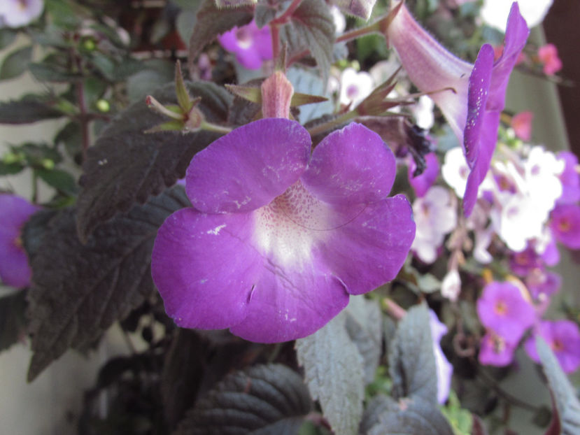 Patens Major - Achimenes 2019