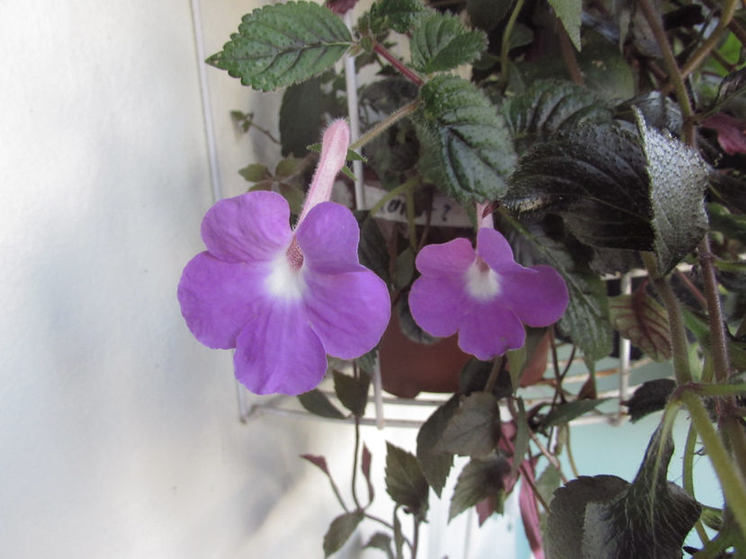 Hilda Michelson - Achimenes 2019