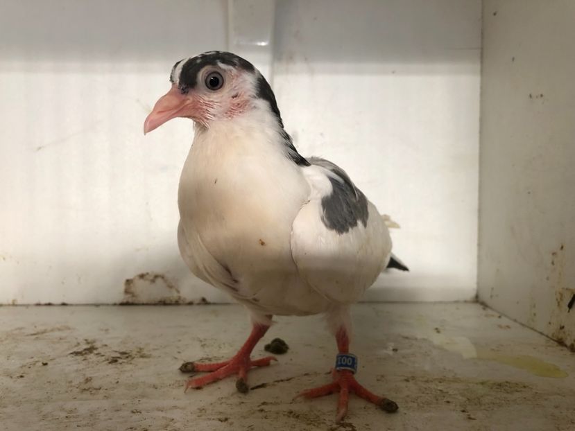  - 2-lot zbor galateni 2019