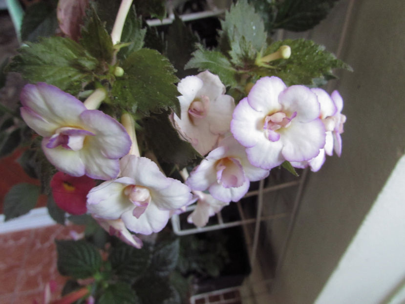 Shy sun - Achimenes 2019