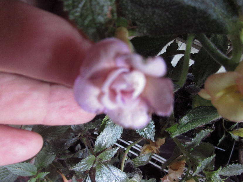 Sun dance - Achimenes 2019