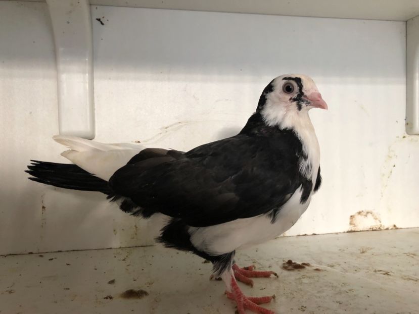 19318 - 2-lot zbor galateni 2019