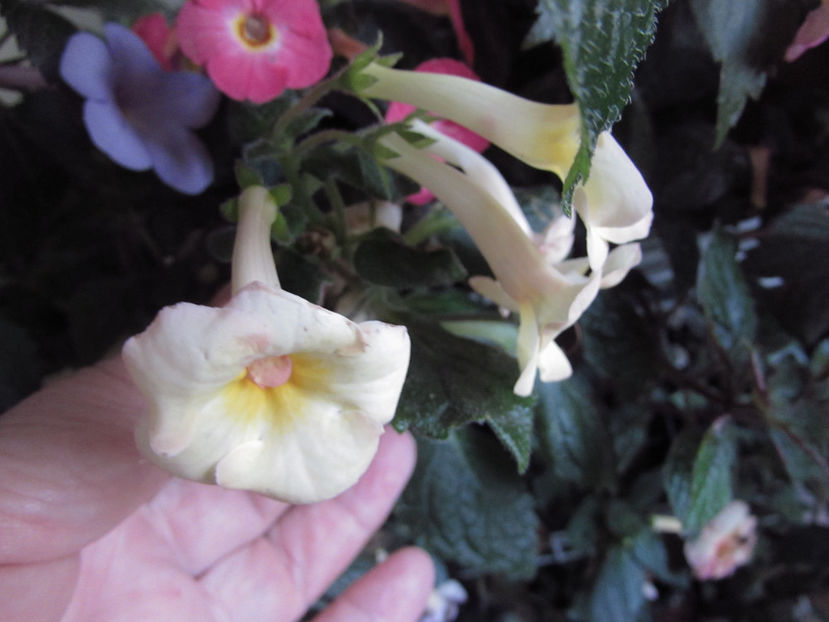 Sun Core - Achimenes 2019
