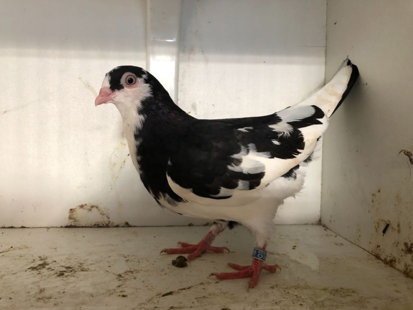 11418 - 2-lot zbor galateni 2019