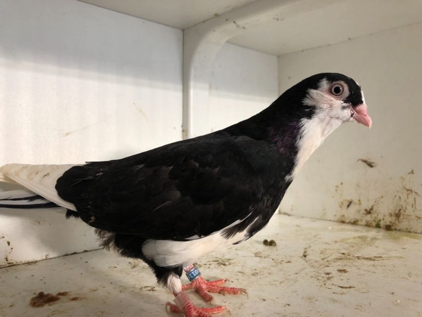  - 2-lot zbor galateni 2019