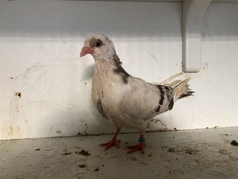  - 2-lot zbor galateni 2019