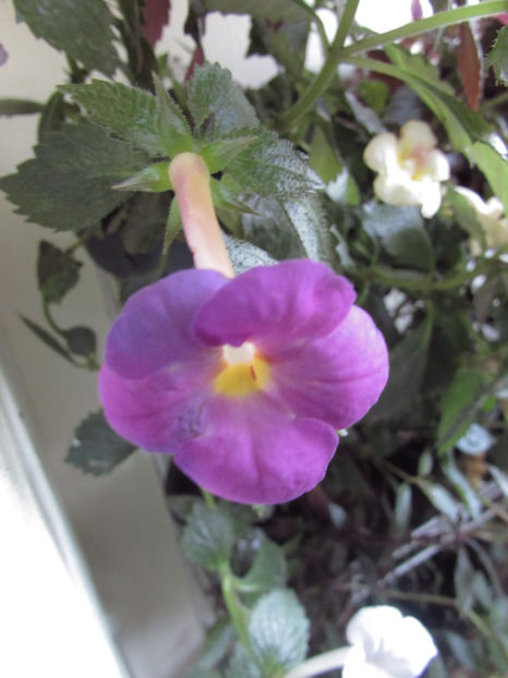 Elegance - Achimenes 2019