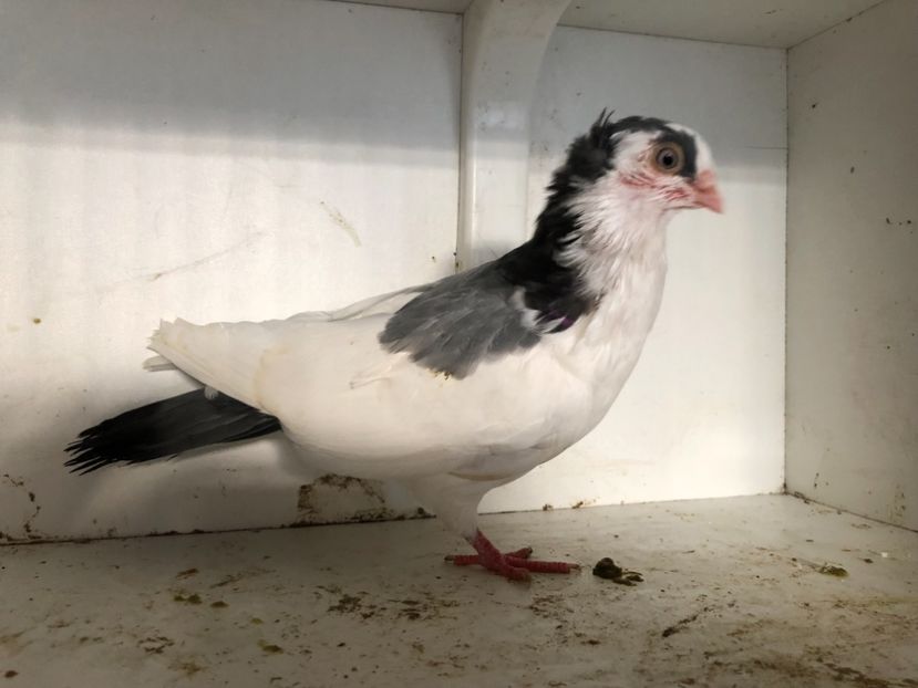 2018 - 2-lot zbor galateni 2019