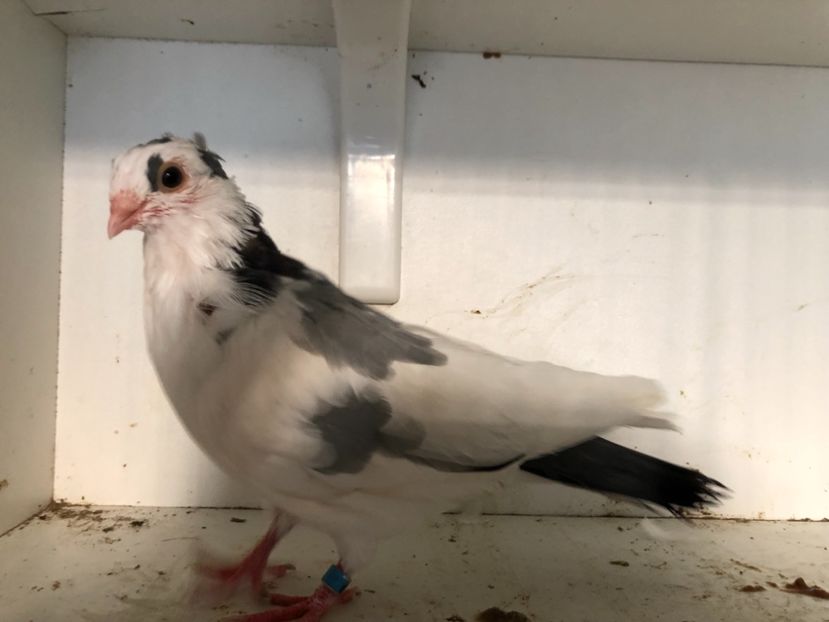  - 2-lot zbor galateni 2019