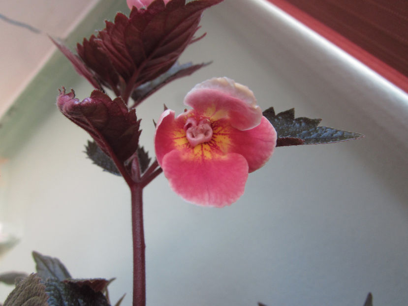 ? - Achimenes 2019