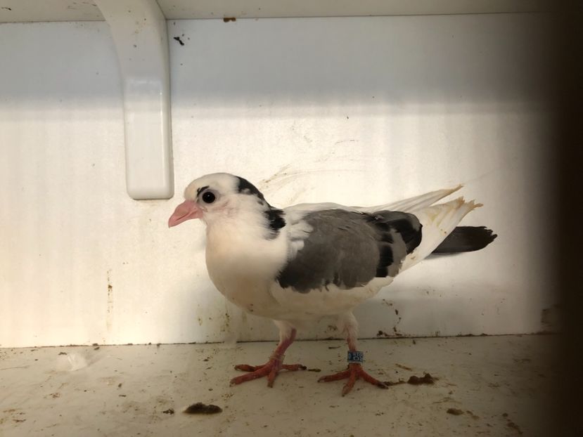 9918 - 2-lot zbor galateni 2019