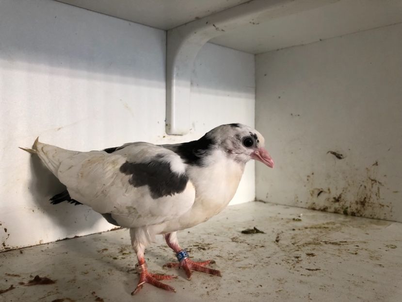  - 2-lot zbor galateni 2019