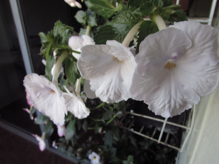 Ever - Achimenes 2019