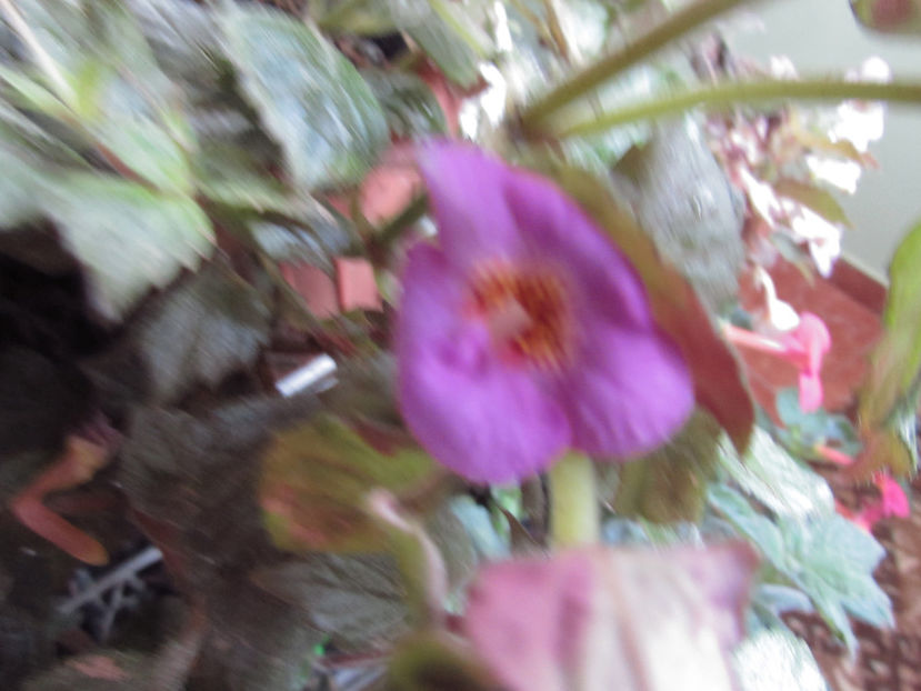 Mozelle - Achimenes 2019