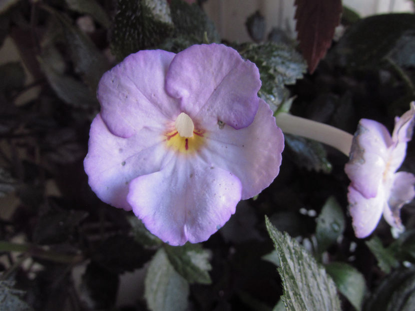 Champs De Lavande ' - Achimenes 2019