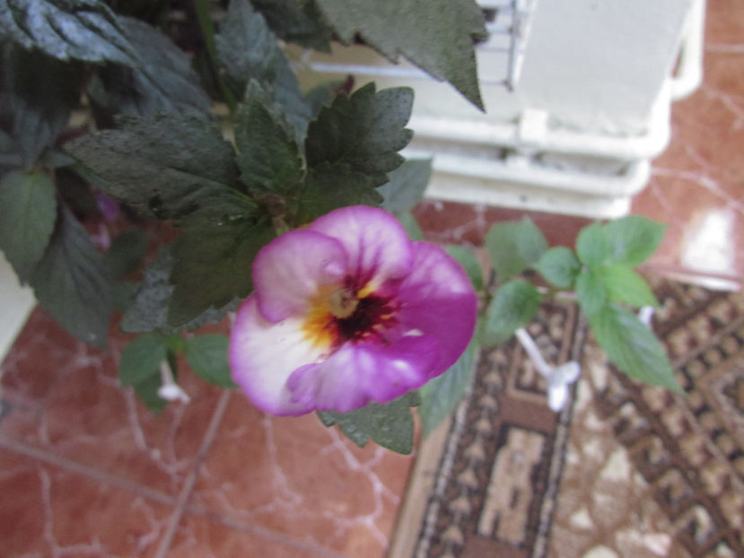  - Achimenes 2019