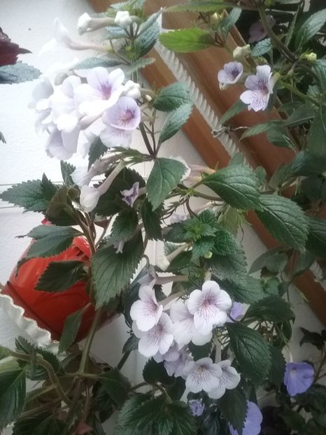  - Ambroise Verschaffelt