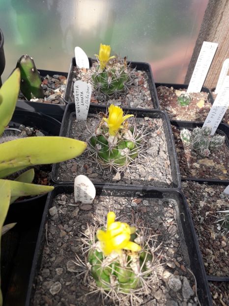 Weingartia lanata - Cactusi înfloriti 2019