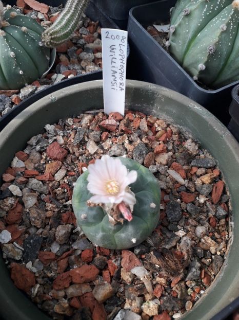 Lophophora williamsii - Cactusi înfloriti 2019