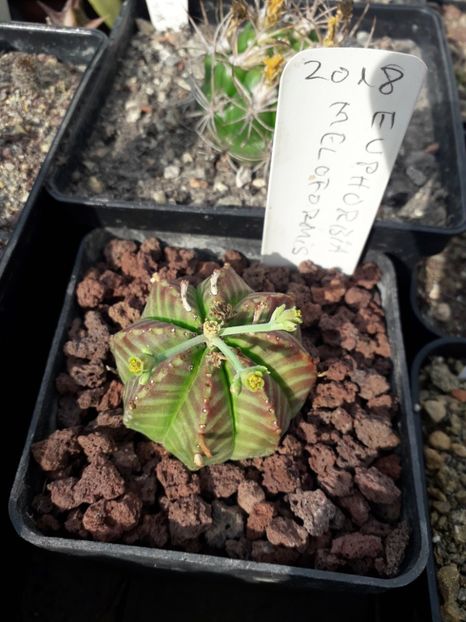 Euphorbia meloformis - Cactusi înfloriti 2019