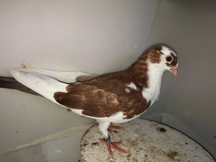 7045  mascul  2019_2 - tineret 2019