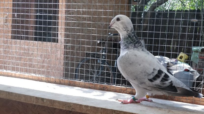 28 - Pui voiajor standard 2019