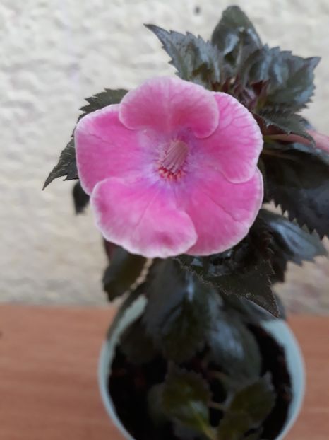  - R19 - Firenze - renuntat