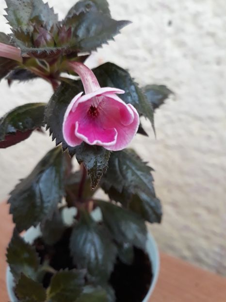  - R19 - Firenze - renuntat