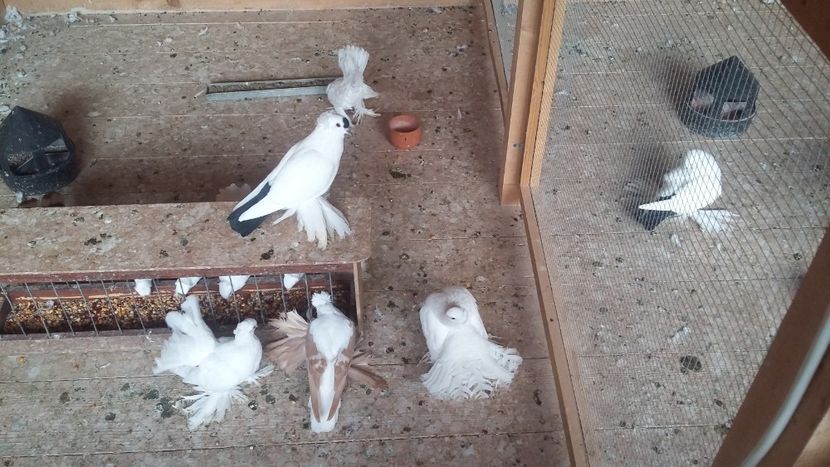  - Randunele de Saxonia