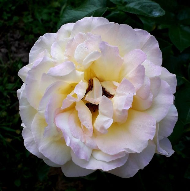  - TRANDAFIRI_2019_2020_2024