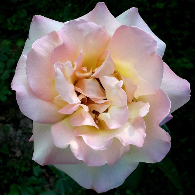  - TRANDAFIRI_2019_2020_2024