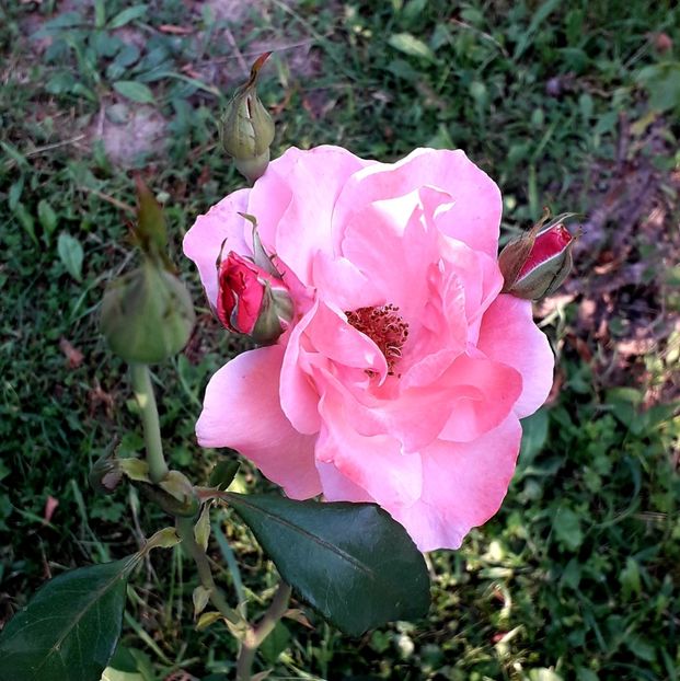  - TRANDAFIRI_2019_2020_2024