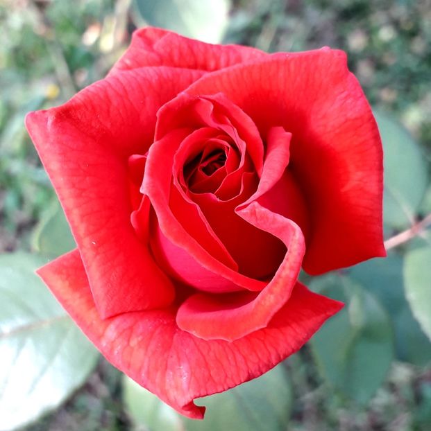  - TRANDAFIRI_2019_2020_2024