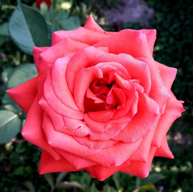  - TRANDAFIRI_2019_2020_2024