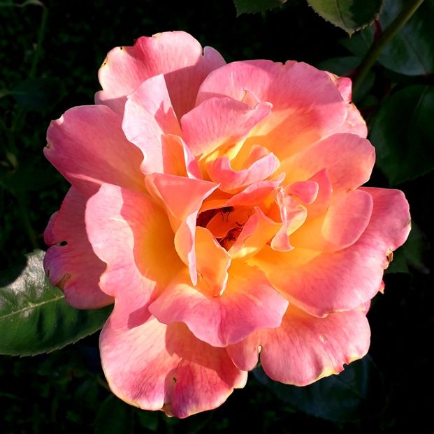  - TRANDAFIRI_2019_2020_2024