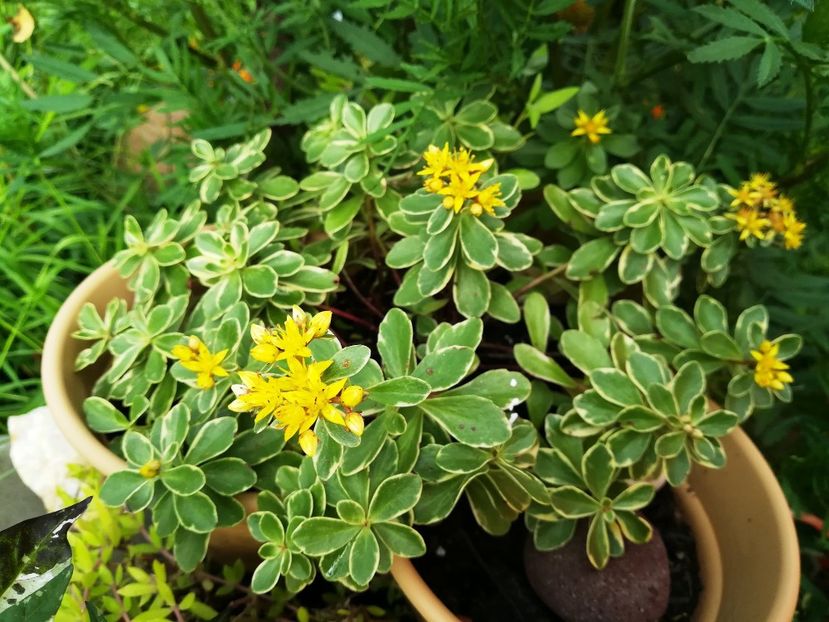 Sedum Kamtschaticum Variegatum - 2019