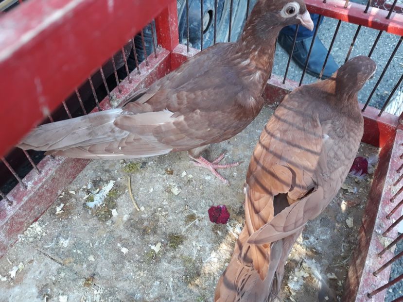  - De vînzare pui voiajori galbeni