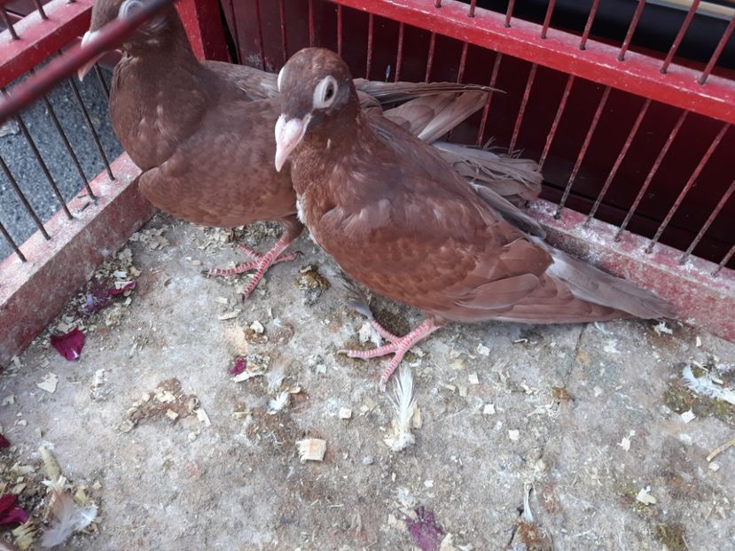  - De vînzare pui voiajori galbeni