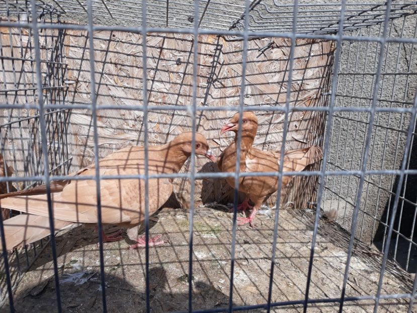  - De vînzare pui voiajori galbeni