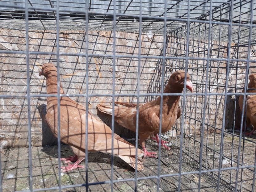  - De vînzare pui voiajori galbeni