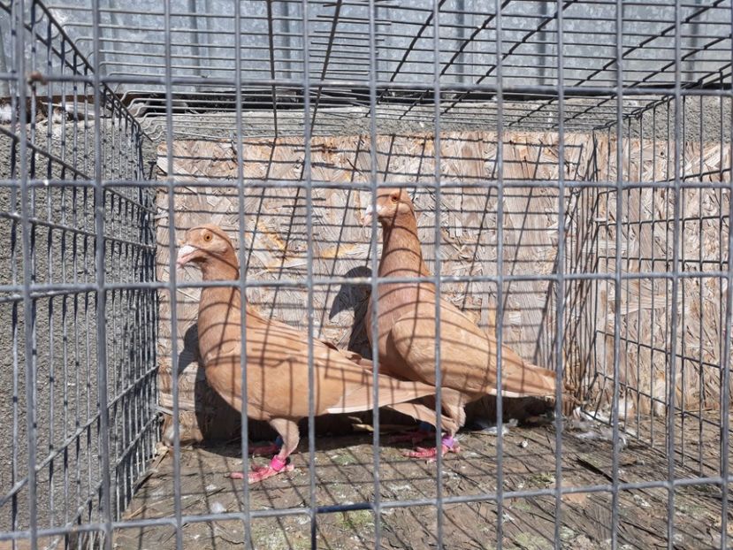  - De vînzare pui voiajori galbeni