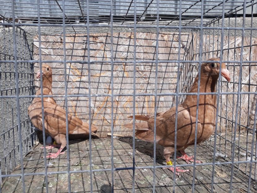  - De vînzare pui voiajori galbeni