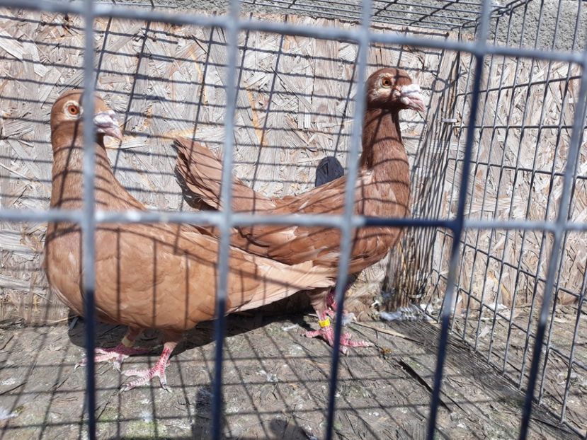  - De vînzare pui voiajori galbeni