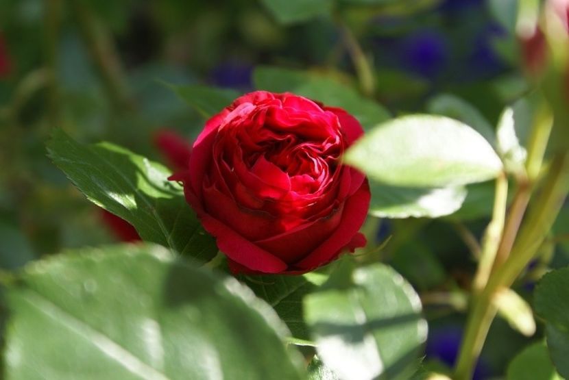 ob_091fa5_ric-tabarly-2008-m - ERIC TABARLY