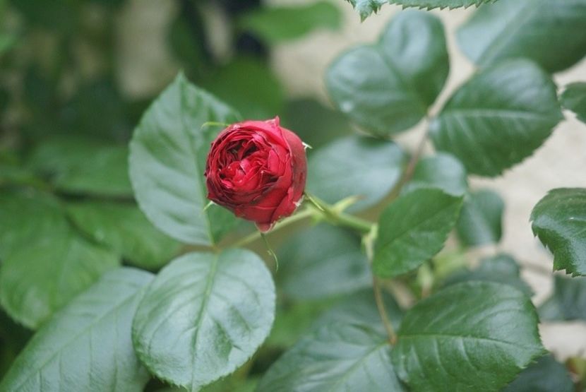 ob_1048f6_dsc06853-m - ERIC TABARLY