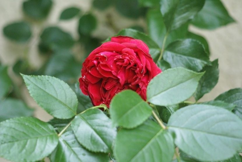 ob_dd310a_dsc06852-m - ERIC TABARLY