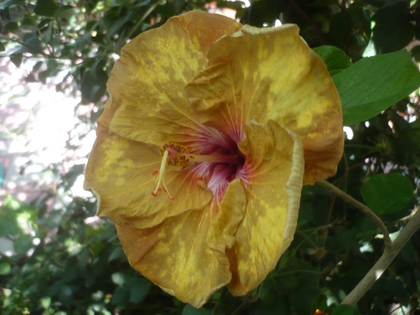 P1420764 - HIBISCUSI 2019-2